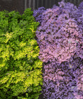 Fotografía aérea de jacarandas en la Ciudad de México
