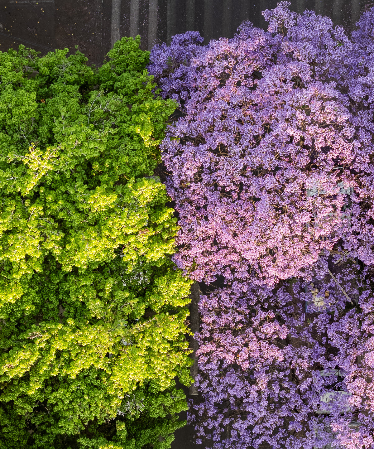 Fotografía aérea de jacarandas en la Ciudad de México